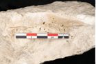 Foto (Detailansicht) von Fraxinus frangula L. (NHMW-GEO-2024-0188-11315)